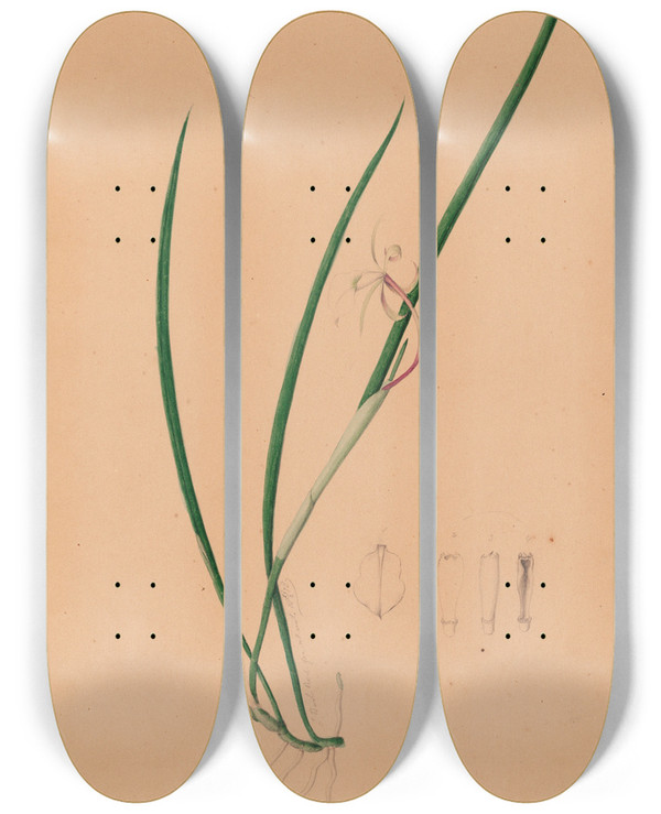 Triptych art skateboard deck of Joo Barbosa Rodrigues Iconographie Des Orchidees Du Bresil Pl52 by Joao Barbosa Rodrigues (1842-1909)