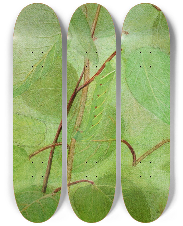 Triptych art skateboard deck of Abbott Handerson Thayer Sphinx Caterpillar Study For Book Concealing Coloration In The Animal Kingdom_2 by Abbott Handerson Thayer (1849-1921)