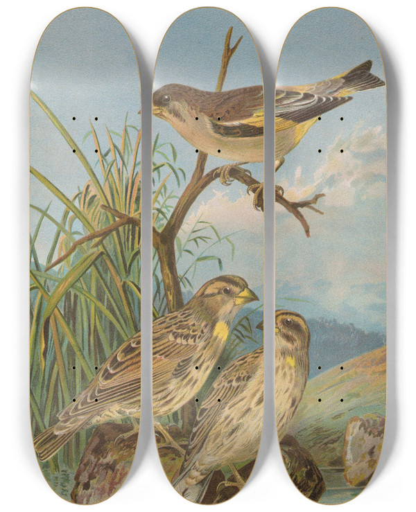 Triptych art skateboard deck of Johann Friedrich Naumann Chloris Sinica Passer Petronius by Johann Friedrich Naumann (1780-1857)