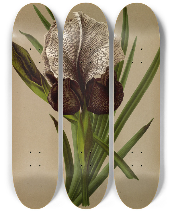 Triptych art skateboard deck of Arentina Hendrica Arendsen Iris Susiana by Arentina Hendrica Arendsen (1836-1915)