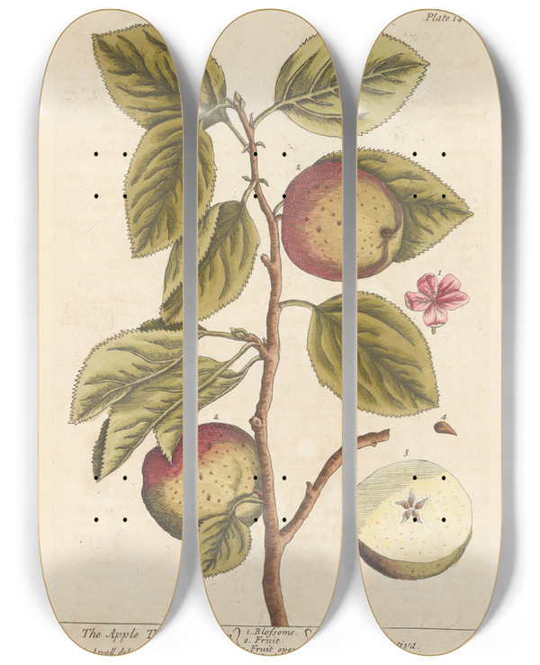 Triptych art skateboard deck of Elizabeth Blackwell The Apple Tree Or Pearmain by Elizabeth Blackwell (1707-1758)