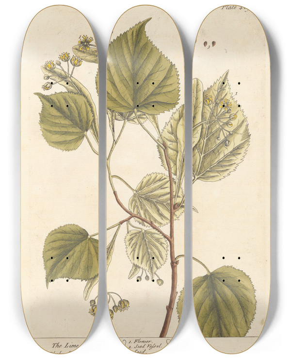 Triptych art skateboard deck of Elizabeth Blackwell The Lime Tree by Elizabeth Blackwell (1707-1758)