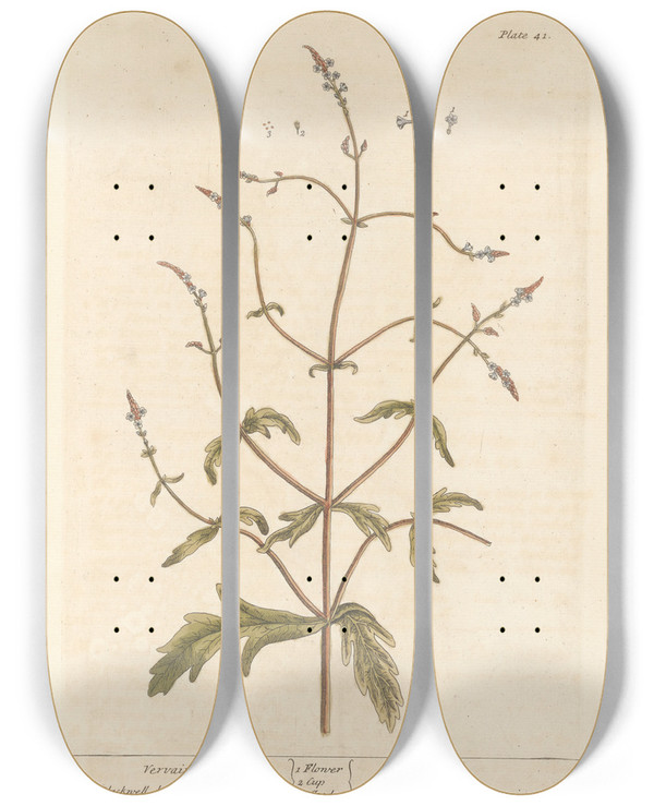 Triptych art skateboard deck of Elizabeth Blackwell Vervain by Elizabeth Blackwell (1707-1758)