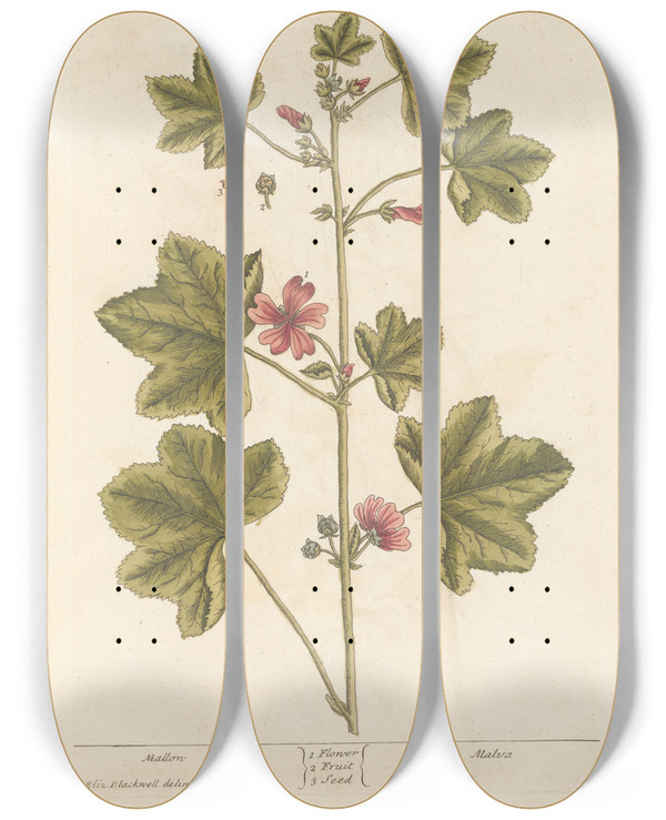 Triptych art skateboard deck of Elizabeth Blackwell Mallow by Elizabeth Blackwell (1707-1758)