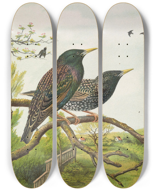 Triptych art skateboard deck of Johann Friedrich Naumann Sturnus Vulgaris by Johann Friedrich Naumann (1780-1857)