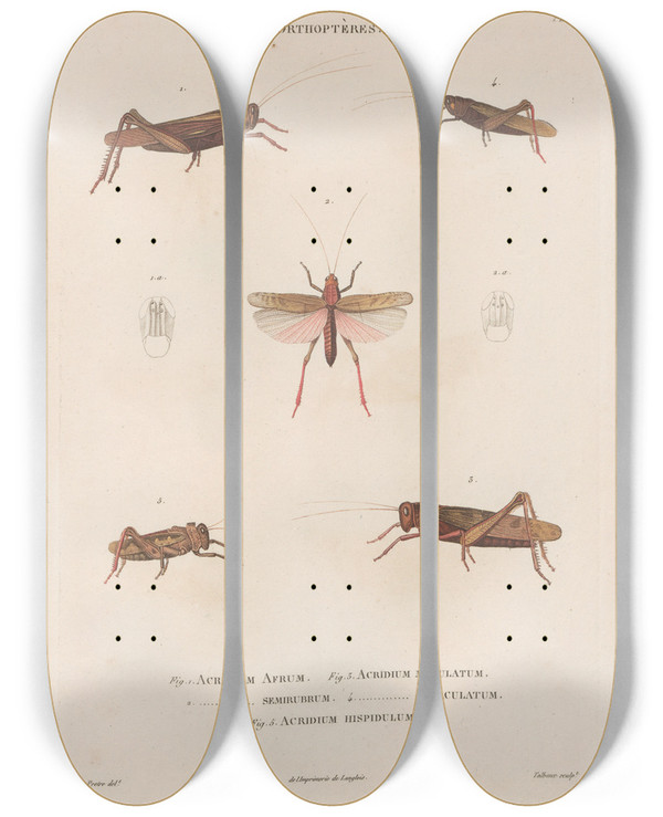Triptych art skateboard deck of Jean Gabriel Pretre Insectes Recueillis En Afrique Et En Amrique Pl46 by Jean Gabriel Pretre (1768-1849)