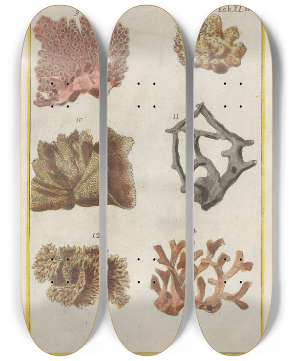 Triptych art skateboard deck of Filippo Buonanni Rerum Naturalium Historia Nempe Quadrupedum Pl43 by Filippo Buonanni (1638-1723)