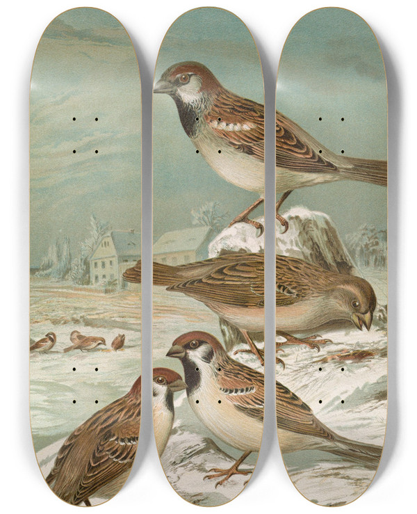 Triptych art skateboard deck of Johann Friedrich Naumann Passer Domesticus Passer Montanus by Johann Friedrich Naumann (1780-1857)