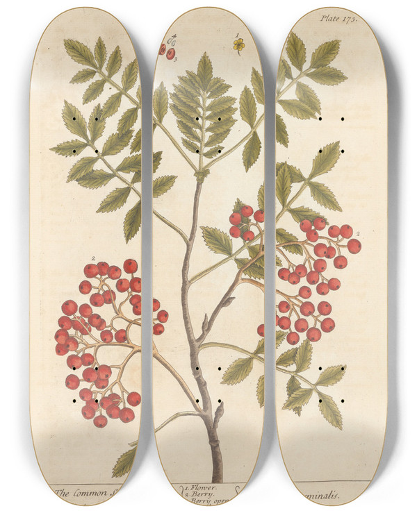 Triptych art skateboard deck of Elizabeth Blackwell The Common Service Tree by Elizabeth Blackwell (1707-1758)