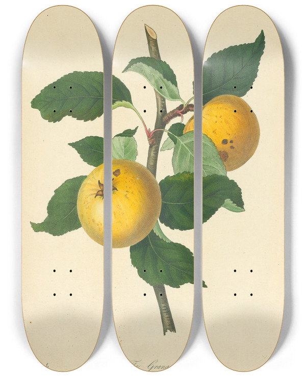 Triptych art skateboard deck of Thomas Andrew Knight Grange Apple by Thomas Andrew Knight (1759-1838)