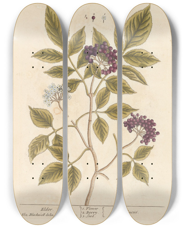 Triptych art skateboard deck of Elizabeth Blackwell Elder by Elizabeth Blackwell (1707-1758)