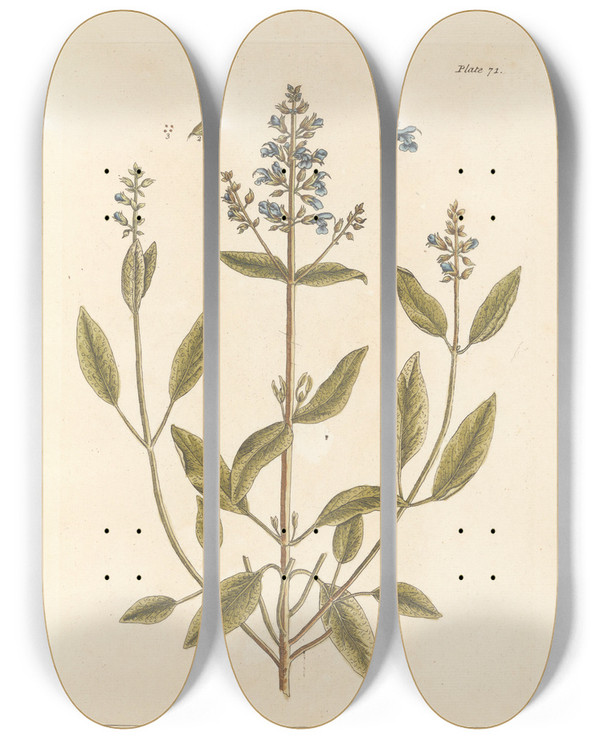 Triptych art skateboard deck of Elizabeth Blackwell Sage Of Vertue by Elizabeth Blackwell (1707-1758)
