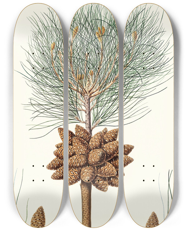 Triptych art skateboard deck of Aylmer Bourke Lambert Pinus Brutia Calabrian Pine by Aylmer Bourke Lambert (1761-1842)