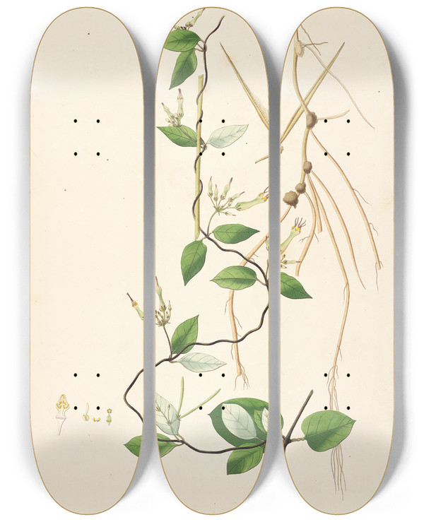 Triptych art skateboard deck of William Roxburgh Plants Of The Coast Of Coromandel Pl009 by William Roxburgh (1751-1815)