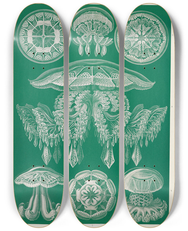 Triptych art skateboard deck of Ernst Haeckel Discomedusae Scheibenquallen_2 by Ernst Haeckel (1834-1919)