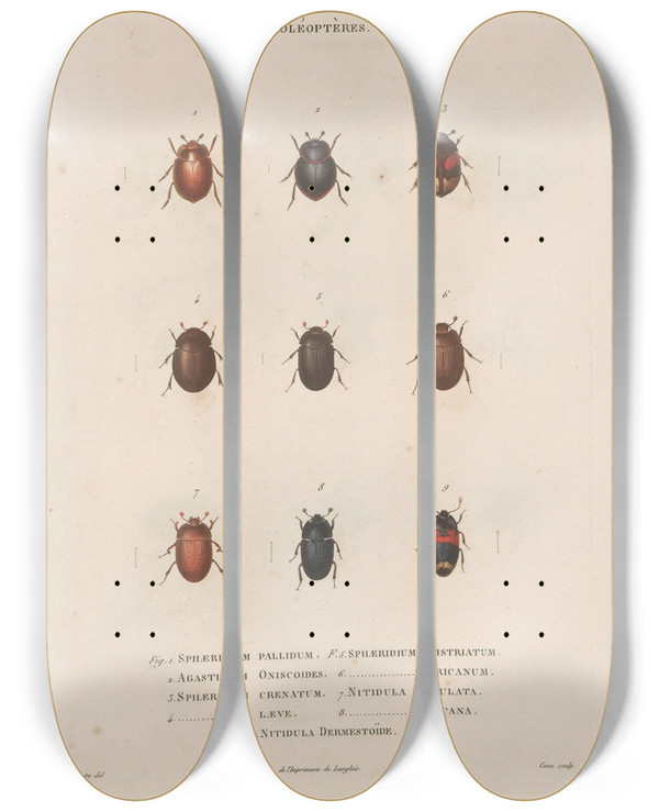 Triptych art skateboard deck of Jean Gabriel Pretre Insectes Recueillis En Afrique Et En Amrique Pl12 by Jean Gabriel Pretre (1768-1849)