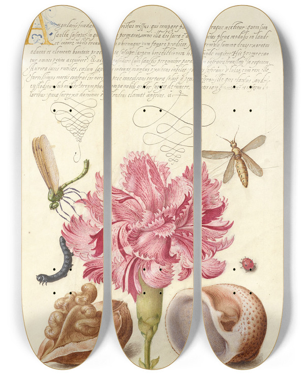 Triptych art skateboard deck of Joris Hoefnagel Damselfly Carnation Insect Caterpillar Ladybird English Walnut And Marine Mollusk by Joris Hoefnagel (1542-1600)