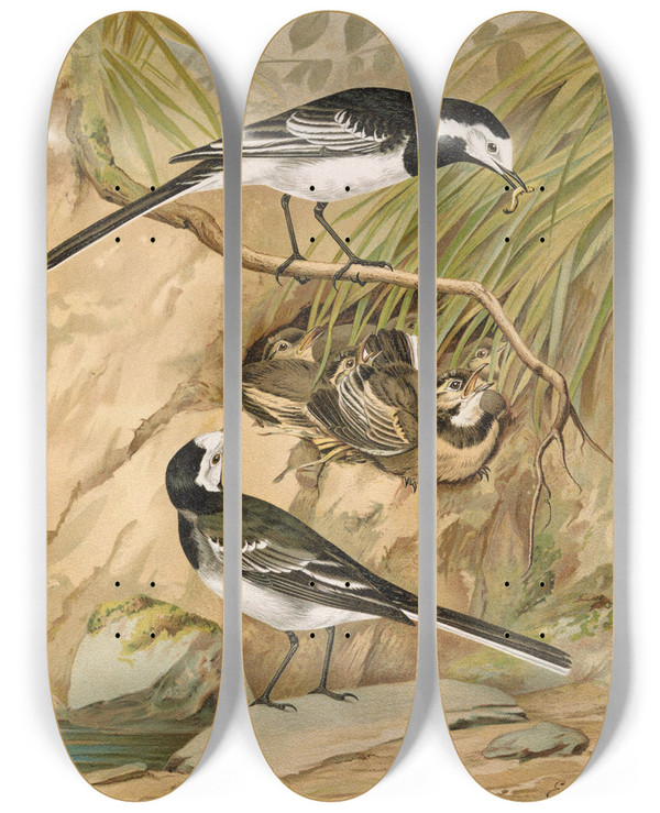 Triptych art skateboard deck of Johann Friedrich Naumann Motacilla Lugubris Temm by Johann Friedrich Naumann (1780-1857)