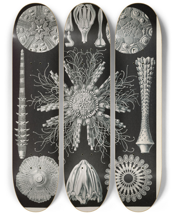 Triptych art skateboard deck of Ernst Haeckel Echinidea Igelsterne_1 by Ernst Haeckel (1834-1919)