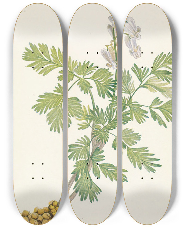 Triptych art skateboard deck of Mary Vaux Walcott Squirrelcorn Bikukulla Canadensis by Mary Vaux Walcott (1860-1940)