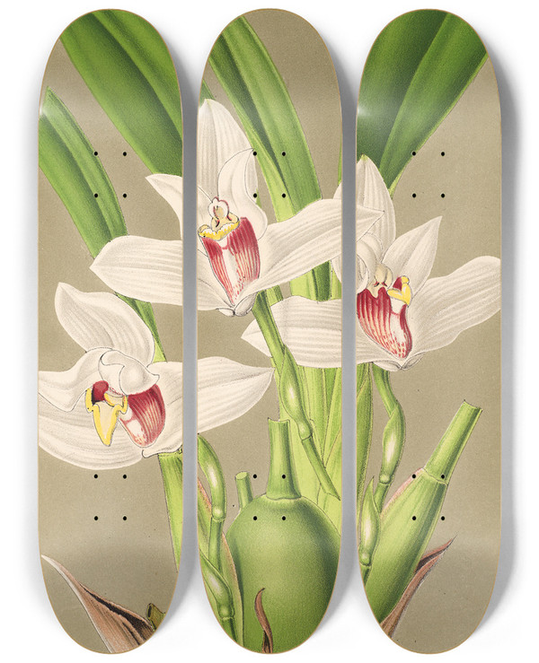 Triptych art skateboard deck of Charles Antoine Lemaire Maxillaria Grandiflora by Charles Antoine Lemaire (1800-1871)