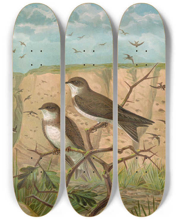 Triptych art skateboard deck of Johann Friedrich Naumann Clivicola Riparia by Johann Friedrich Naumann (1780-1857)