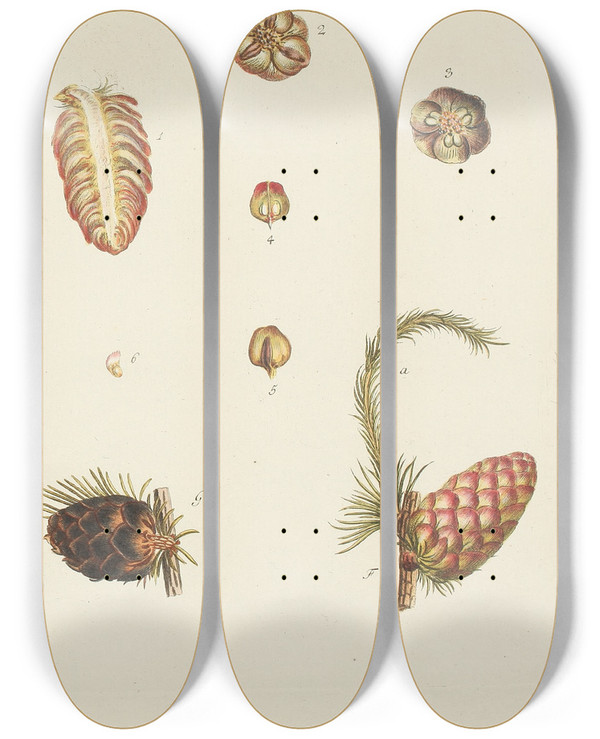 Triptych art skateboard deck of Carl Christoph Oelhafen Von Schllenbach Abbildung Der Wilden Bume Stauden Und Buschgewchse Pl020 by Carl Christoph Oelhafen Von Schollenbach (1709-1785)
