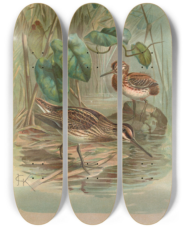 Triptych art skateboard deck of Johann Friedrich Naumann Gallinago Gallinula by Johann Friedrich Naumann (1780-1857)