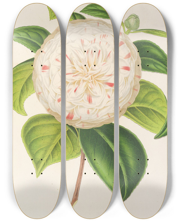 Triptych art skateboard deck of Charles Antoine Lemaire Camellia Cora L Barton by Charles Antoine Lemaire (1800-1871)