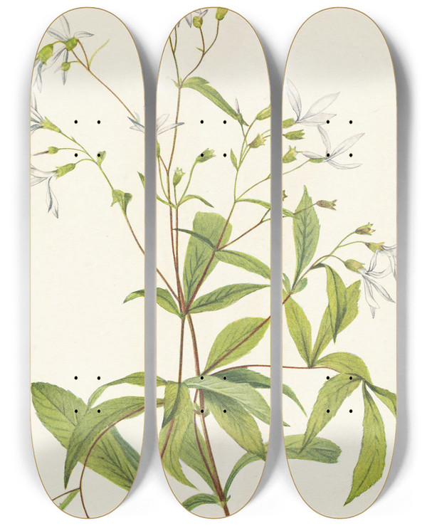Triptych art skateboard deck of Mary Vaux Walcott Bowmansroot Porteranthus Trifoliatus by Mary Vaux Walcott (1860-1940)