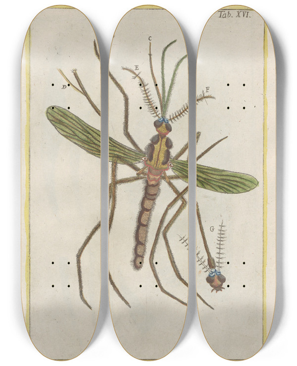 Triptych art skateboard deck of Filippo Buonanni Rerum Naturalium Historia Nempe Quadrupedum Pl16 by Filippo Buonanni (1638-1723)