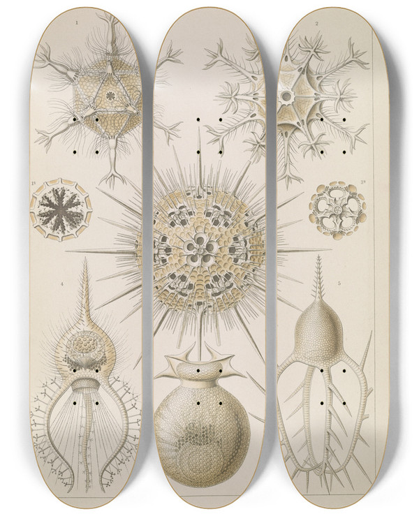 Triptych art skateboard deck of Ernst Haeckel Phaeodaria Rohrstrahlinge by Ernst Haeckel (1834-1919)
