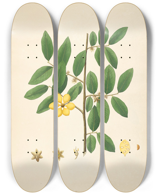 Triptych art skateboard deck of William Roxburgh Plants Of The Coast Of Coromandel Pl036 by William Roxburgh (1751-1815)