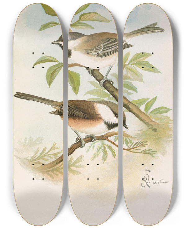 Triptych art skateboard deck of Johann Friedrich Naumann Parus Cinctus Parus Lugubris by Johann Friedrich Naumann (1780-1857)