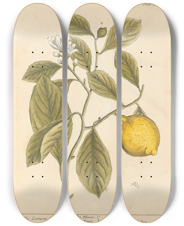 Triptych art skateboard deck of Elizabeth Blackwell The Lemon Tree by Elizabeth Blackwell (1707-1758)