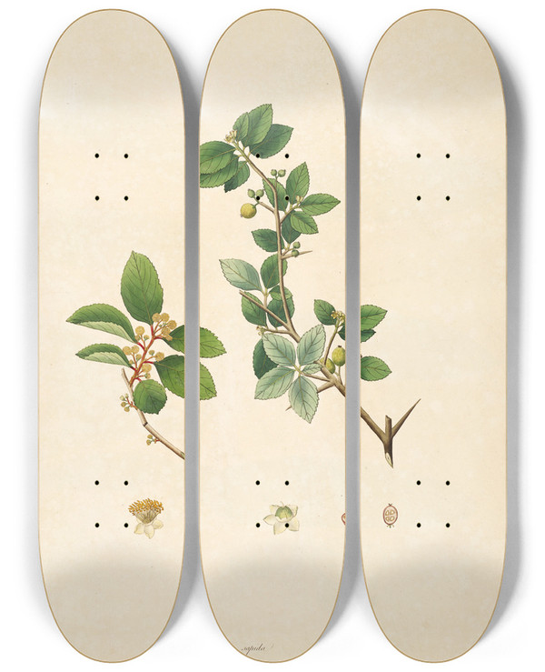 Triptych art skateboard deck of William Roxburgh Plants Of The Coast Of Coromandel Pl069 by William Roxburgh (1751-1815)