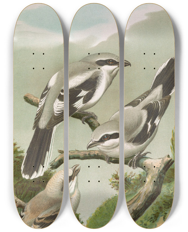 Triptych art skateboard deck of Johann Friedrich Naumann Lanius Excubitor by Johann Friedrich Naumann (1780-1857)
