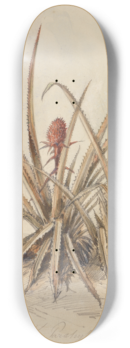 Ferdinand Keller - Blhende Ananas 8.25 inch art skate deck