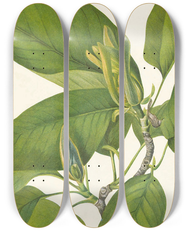 Triptych art skateboard deck of Mary Vaux Walcott Cucumbertree Magnolia Acuminata by Mary Vaux Walcott (1860-1940)
