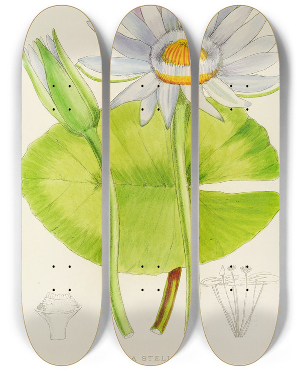 Triptych art skateboard deck of Illtyd Buller Poleevans Nymphaea Stellata by Illtyd Buller Pole-Evans (1879-1968)