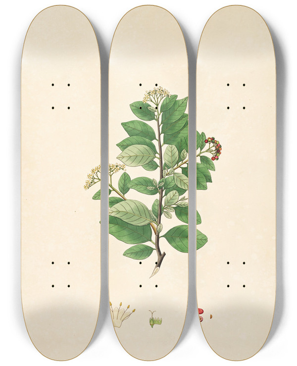 Triptych art skateboard deck of William Roxburgh Plants Of The Coast Of Coromandel Pl055 by William Roxburgh (1751-1815)