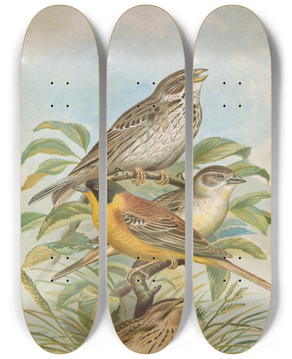 Triptych art skateboard deck of Johann Friedrich Naumann Miliaria Calandra Emberiza Melanocephala Scopoli by Johann Friedrich Naumann (1780-1857)