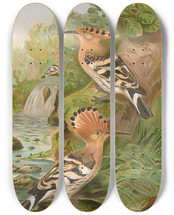 Triptych art skateboard deck of Johann Friedrich Naumann Upupa Epops by Johann Friedrich Naumann (1780-1857)