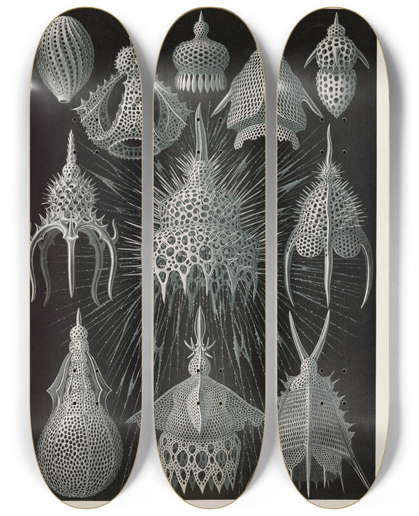 Triptych art skateboard deck of Ernst Haeckel Crytoidea Flaschenstrahlinge by Ernst Haeckel (1834-1919)