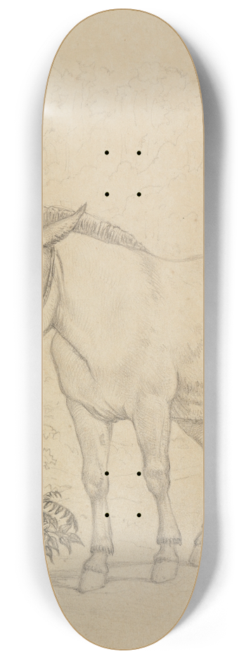 Ferdinand Keller - Studie der alte Macho, von vorne, leicht seitlich 8.25 inch art skate deck