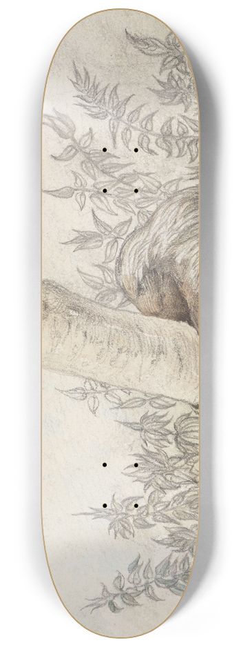 Ferdinand Keller - Studie eines Faultiers 8.25 inch art skate deck