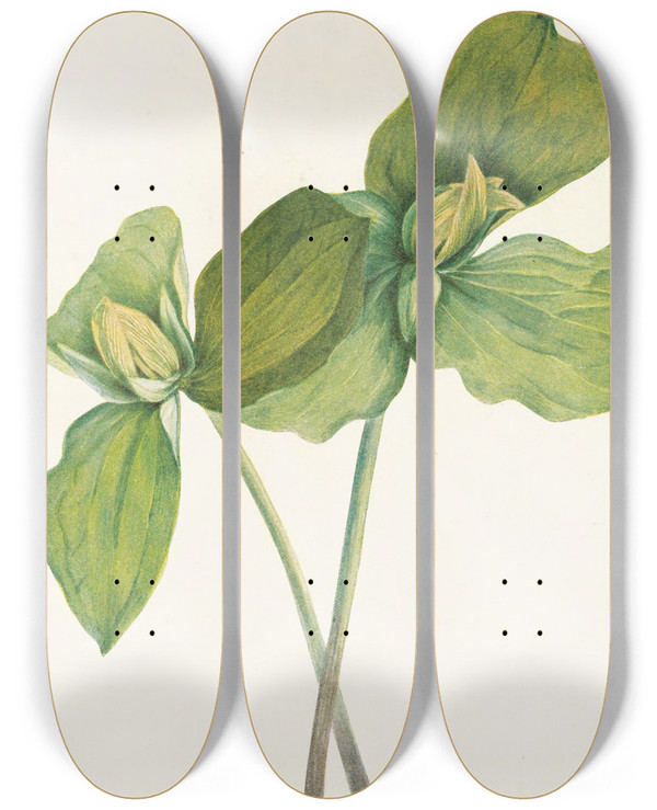 Triptych art skateboard deck of Mary Vaux Walcott Toad Trillium Trillium Sessile by Mary Vaux Walcott (1860-1940)