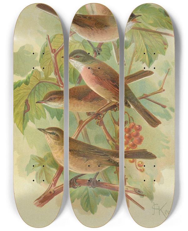 Triptych art skateboard deck of Johann Friedrich Naumann Sylvia Curruca Sylvia Simplex by Johann Friedrich Naumann (1780-1857)
