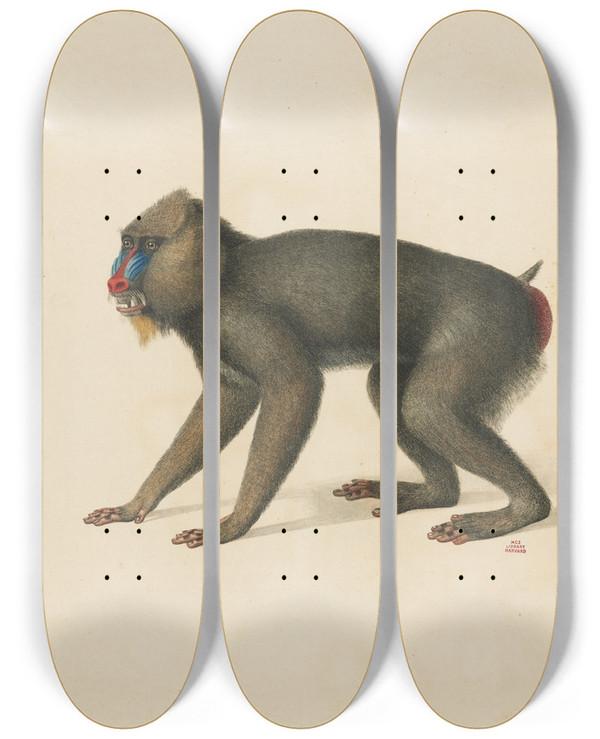 Triptych art skateboard deck of Jeanbaptiste Audebert Le Mandrill by Jean-Baptiste Audebert (1759-1800)