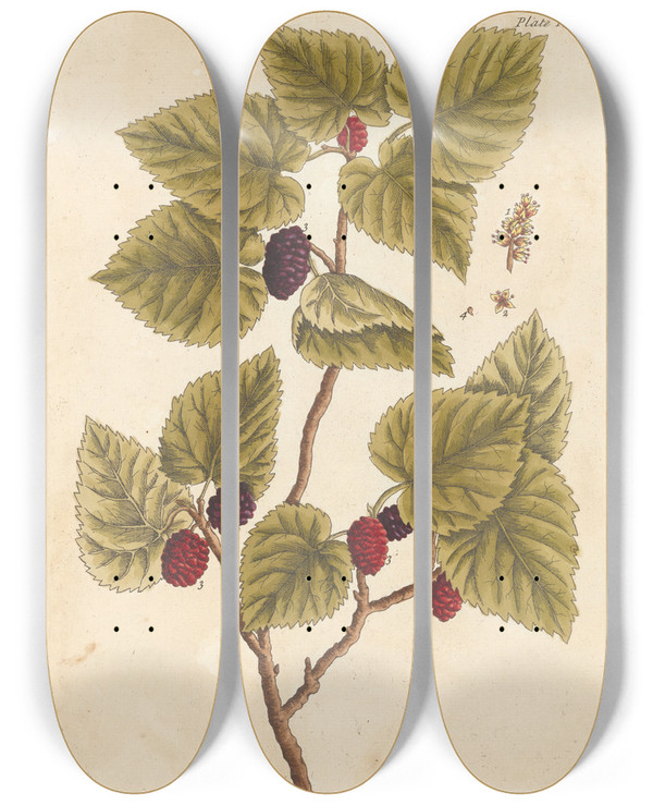 Triptych art skateboard deck of Elizabeth Blackwell The Mulberry Tree by Elizabeth Blackwell (1707-1758)